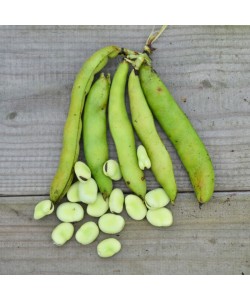 Feves de chez Côteaux nantais