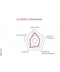 Pomme croquante, juteuse et sucrée, parfait à croquer, à cuisiner et à patisser.