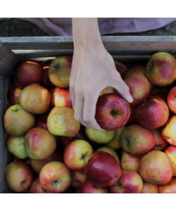 caisse pommes 2e choix des Côteaux Nantais, producteurs et transformateurs de fruits dans la région nantaise.