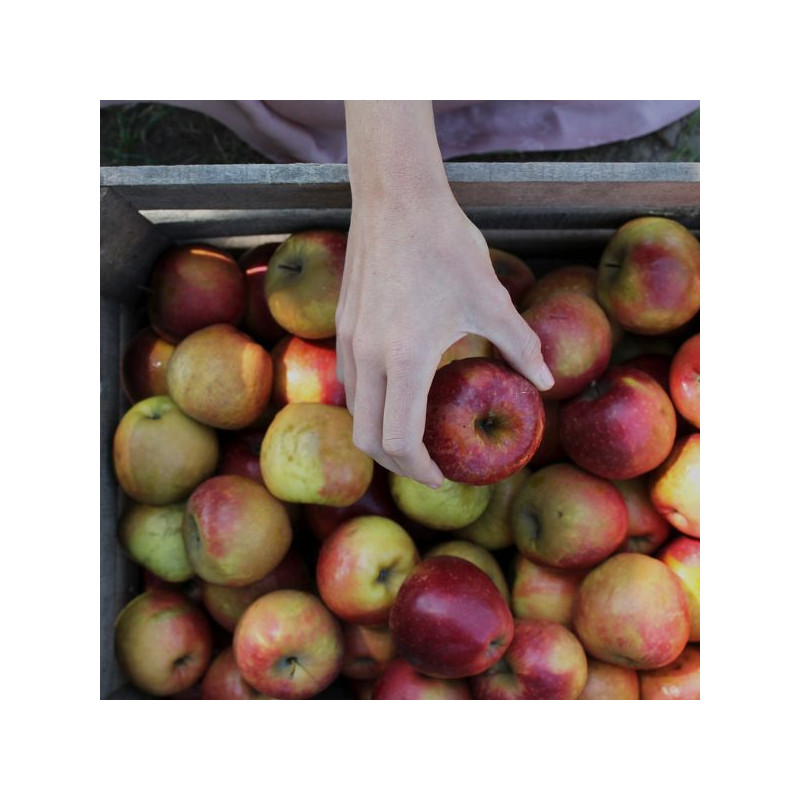 caisse pommes 2e choix des Côteaux Nantais, producteurs et transformateurs de fruits dans la région nantaise.