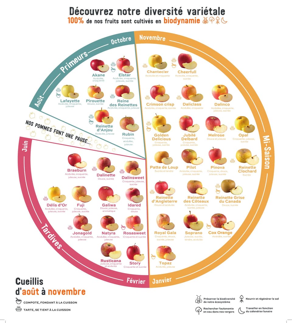 Calendrier variétal en forme de roue : les variétés de pommes cultivées par Côteaux Nantais, classées en primeurs (août à octobre), mi-saison (novembre à janvier) et tardives (février à juin), avec une pause en juillet. Cueillies d’août à novembre, 100 % en biodynamie.