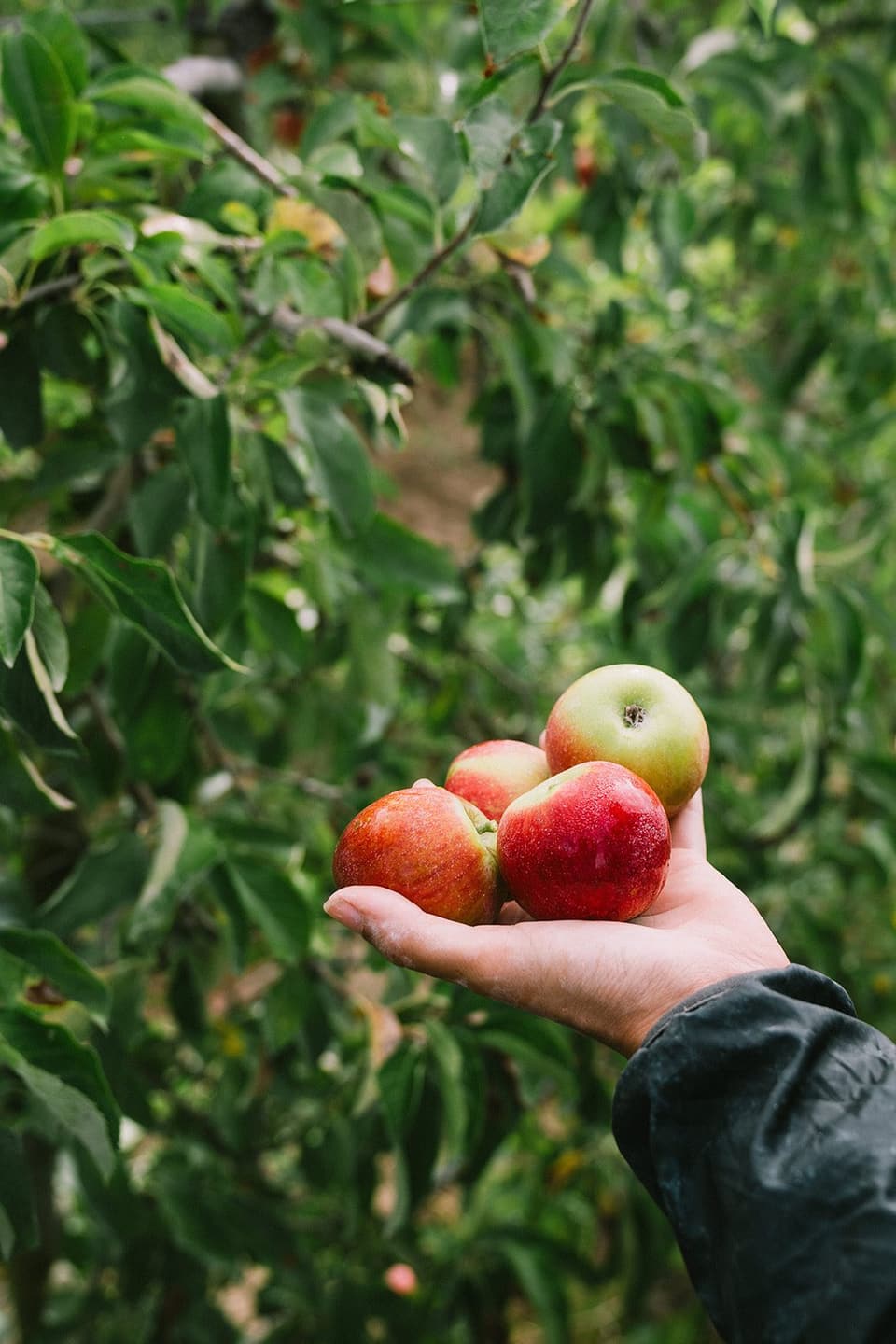 Des mains tendent des pommes rouges fraîchement cueillies dans le verger