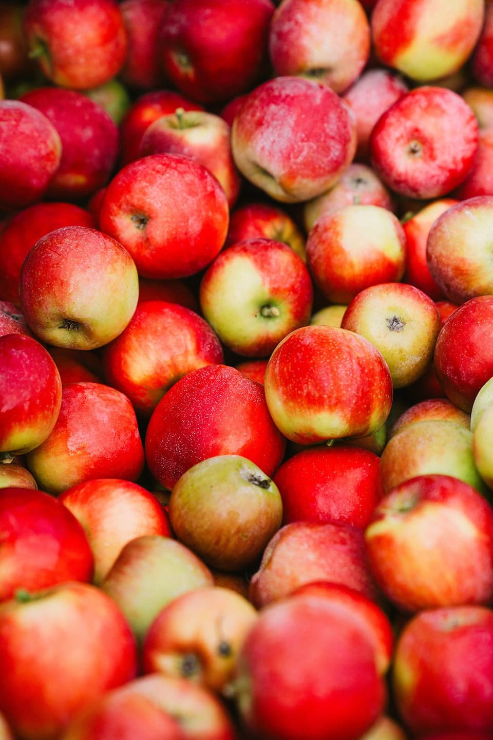 Freshly picked red apples