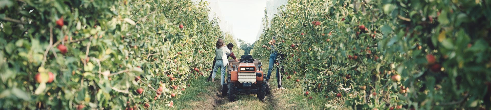 Composez votre panier de fruits bio et locaux en livraison sur Nantes et son agglomération