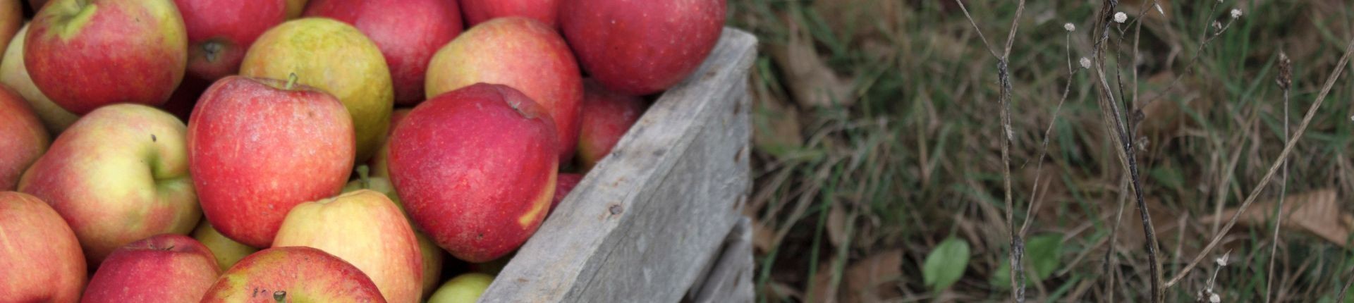 Pommes BIO DEMETER - Côteaux Nantais