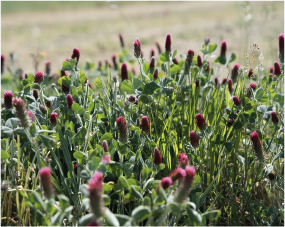 au rythme du vivant : biodiversité - stratégie climat image